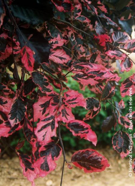 © Hortival Diffusion - Tous droits réservés