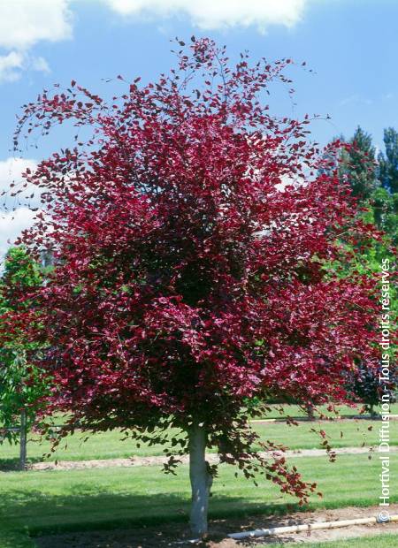 © Hortival Diffusion - Tous droits réservés