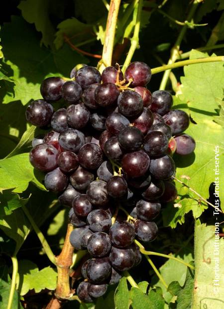 © Hortival Diffusion - Tous droits réservés