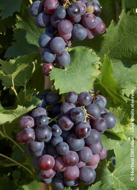 © Hortival Diffusion - Tous droits réservés