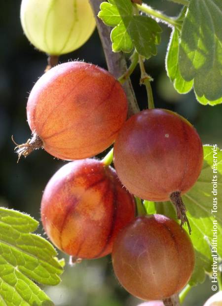 © Hortival Diffusion - Tous droits réservés