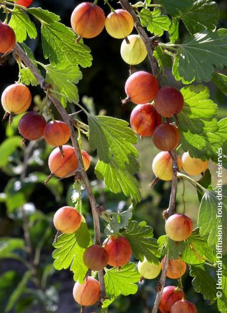 © Hortival Diffusion - Tous droits réservés