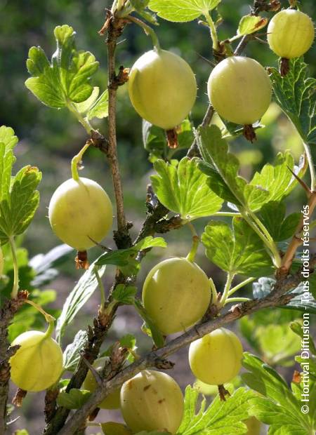 © Hortival Diffusion - Tous droits réservés