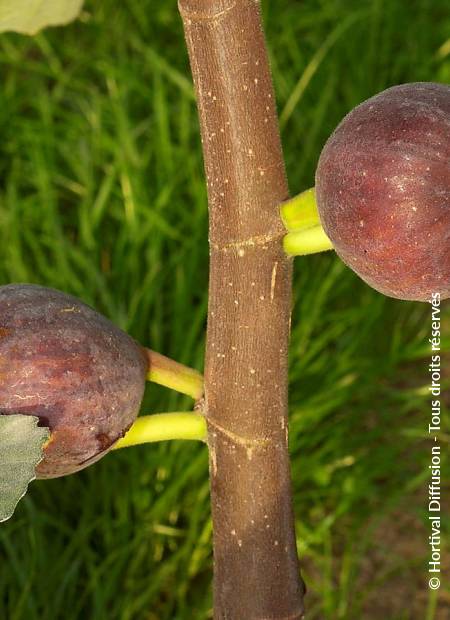 © Hortival Diffusion - Tous droits réservés