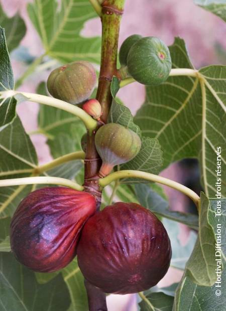 © Hortival Diffusion - Tous droits réservés