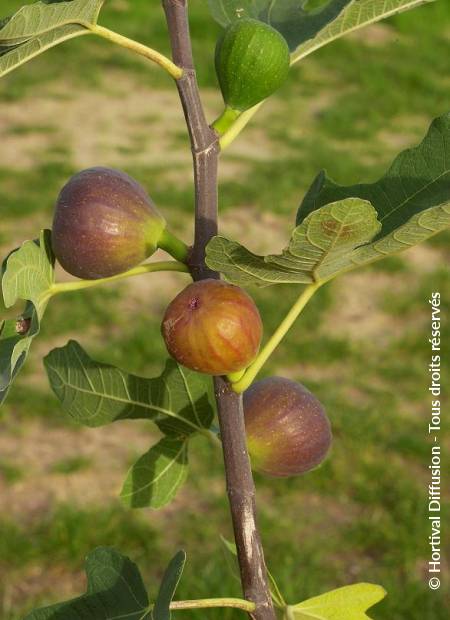 © Hortival Diffusion - Tous droits réservés