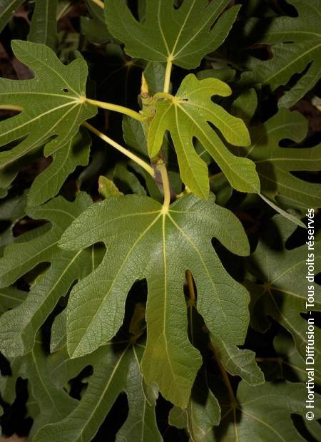 © Hortival Diffusion - Tous droits réservés