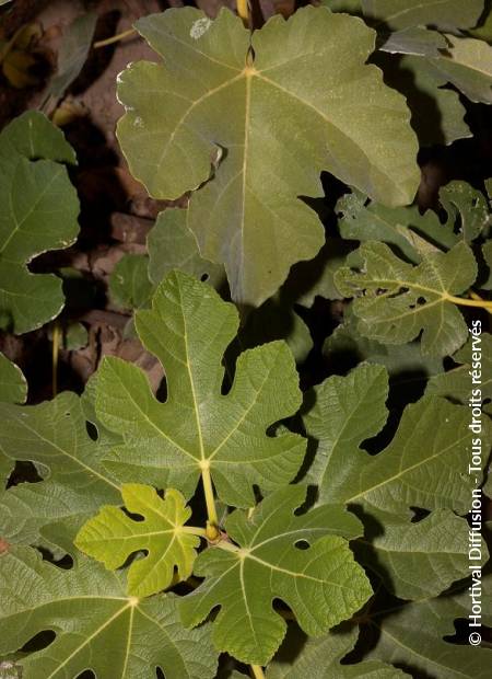 © Hortival Diffusion - Tous droits réservés