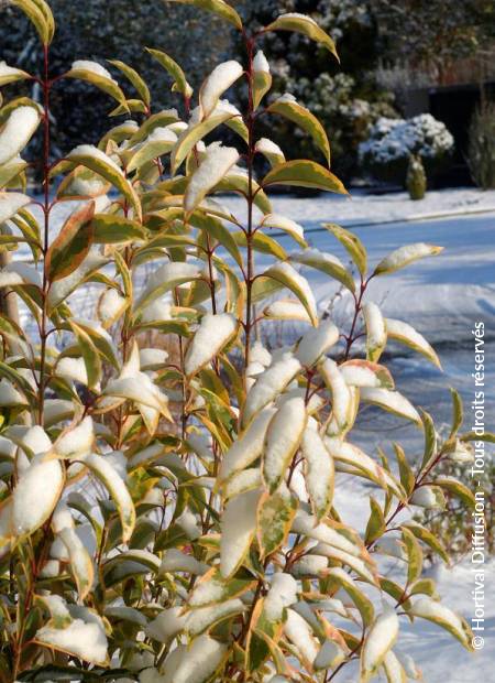 © Hortival Diffusion - Tous droits réservés