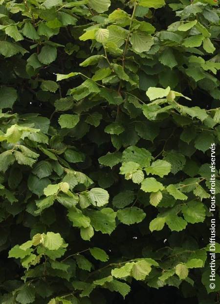 © Hortival Diffusion - Tous droits réservés