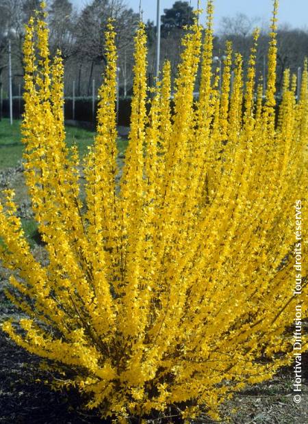 © Hortival Diffusion - Tous droits réservés