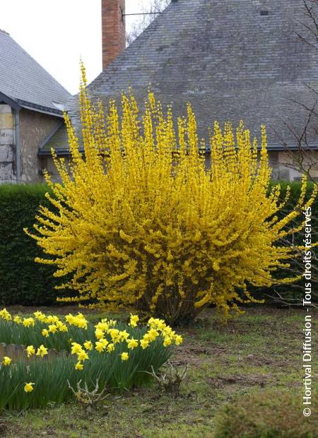 © Hortival Diffusion - Tous droits réservés