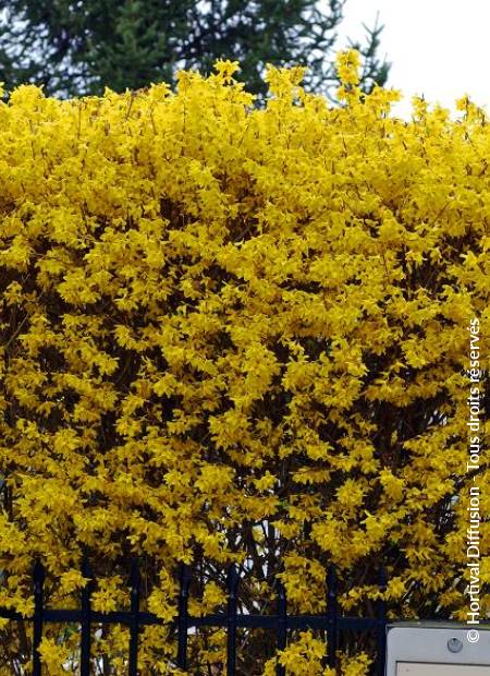 © Hortival Diffusion - Tous droits réservés