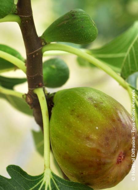 © Hortival Diffusion - Tous droits réservés