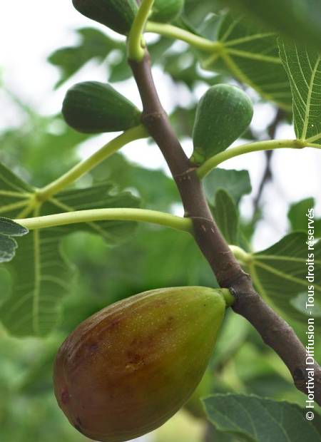 © Hortival Diffusion - Tous droits réservés