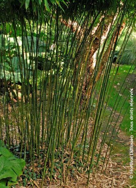 © Hortival Diffusion - Tous droits réservés