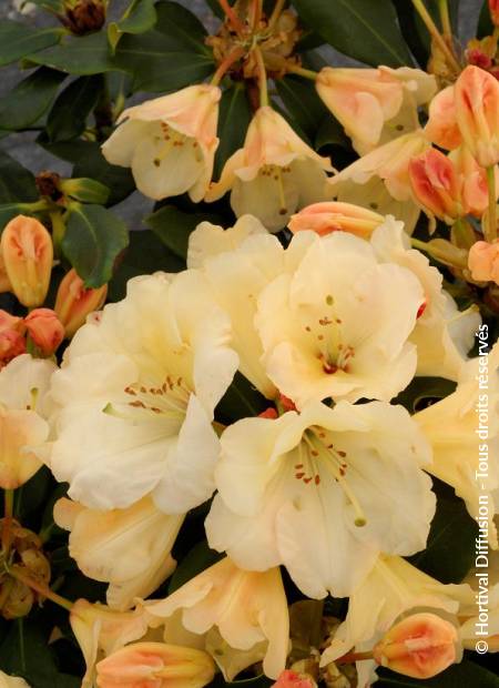 © Hortival Diffusion - Tous droits réservés