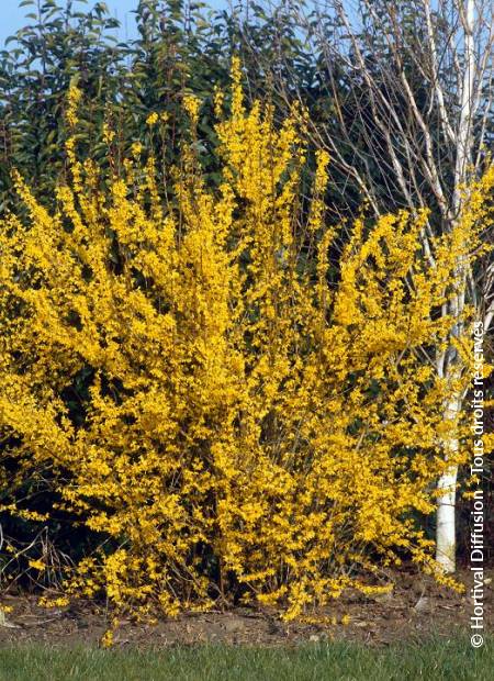 © Hortival Diffusion - Tous droits réservés