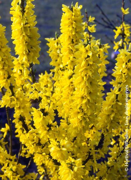 © Hortival Diffusion - Tous droits réservés