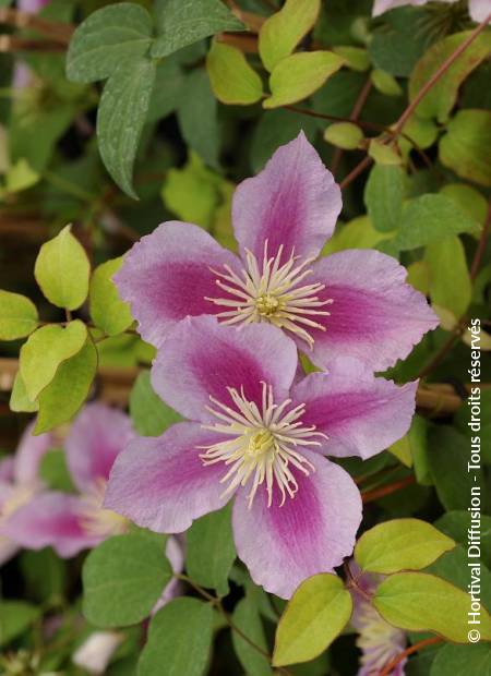 © Hortival Diffusion - Tous droits réservés