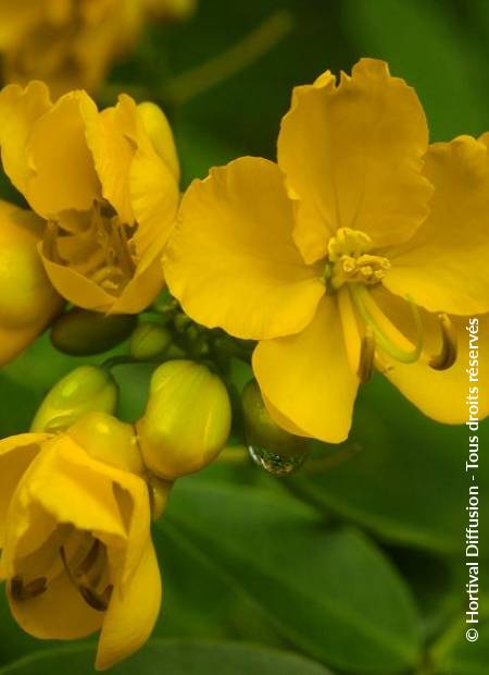 © Hortival Diffusion - Tous droits réservés