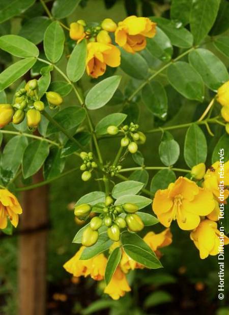 © Hortival Diffusion - Tous droits réservés