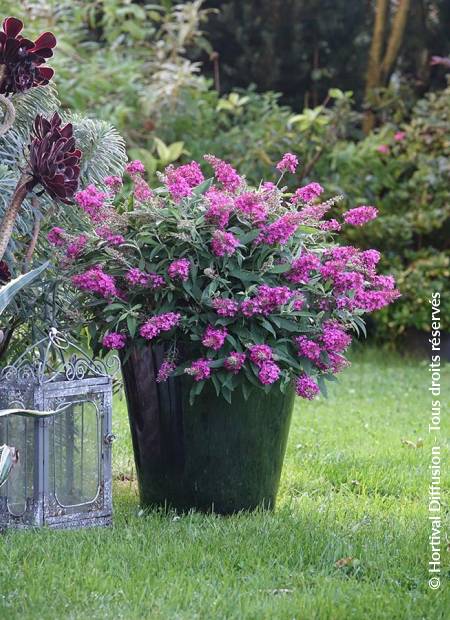 © Hortival Diffusion - Tous droits réservés