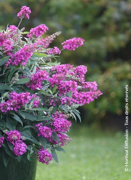 © Hortival Diffusion - Tous droits réservés