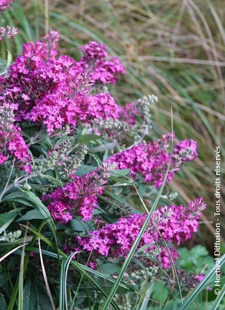 © Hortival Diffusion - Tous droits réservés