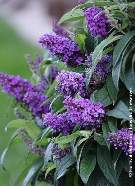 © Hortival Diffusion - Tous droits réservés