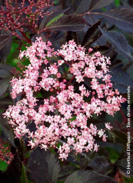 © Hortival Diffusion - Tous droits réservés