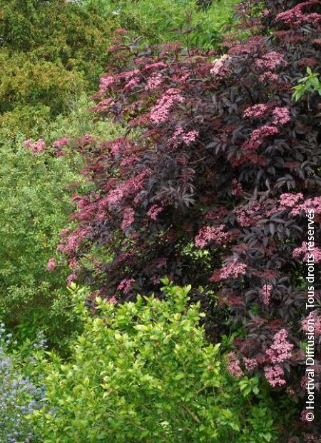 © Hortival Diffusion - Tous droits réservés