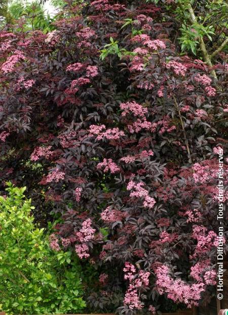 © Hortival Diffusion - Tous droits réservés