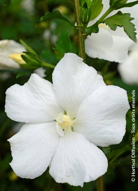 © Hortival Diffusion - Tous droits réservés