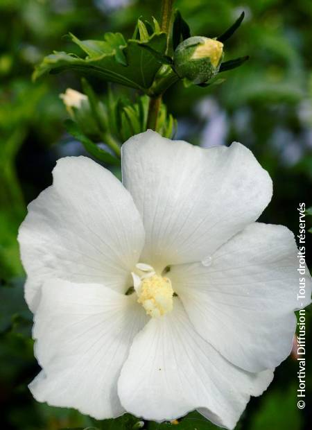 © Hortival Diffusion - Tous droits réservés