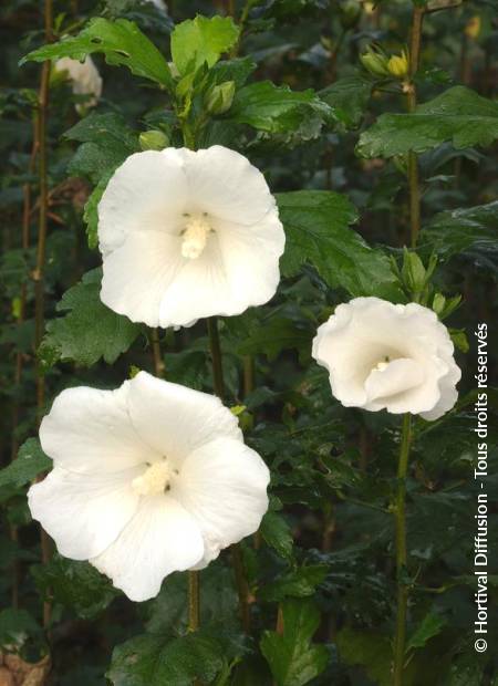 © Hortival Diffusion - Tous droits réservés