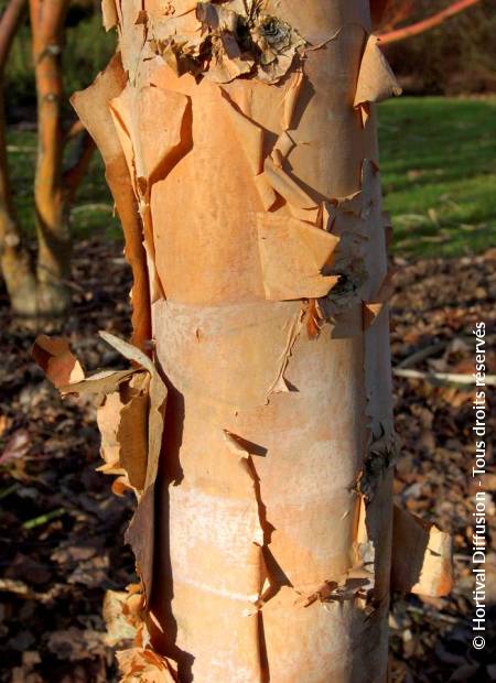 © Hortival Diffusion - Tous droits réservés