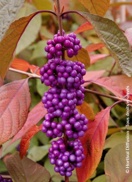 © Hortival Diffusion - Tous droits réservés