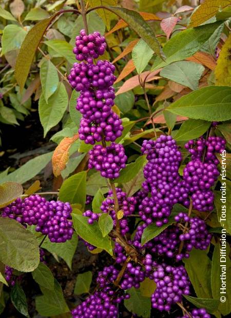 © Hortival Diffusion - Tous droits réservés