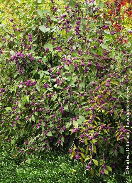 © Hortival Diffusion - Tous droits réservés