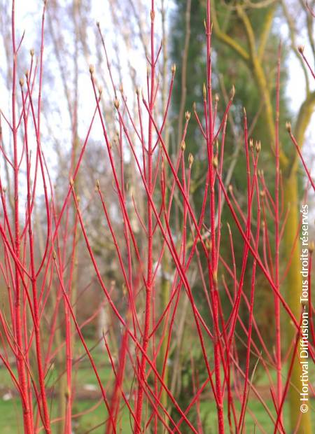 © Hortival Diffusion - Tous droits réservés