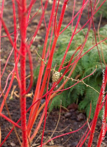 © Hortival Diffusion - Tous droits réservés