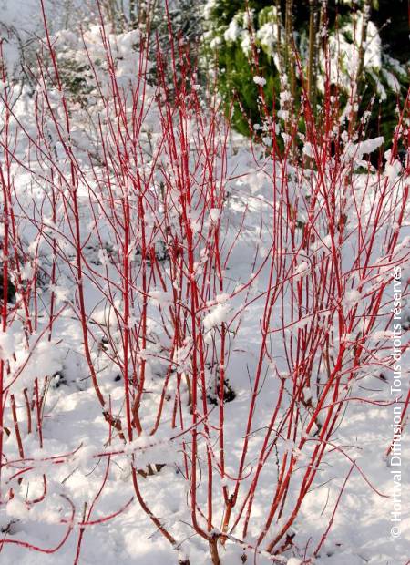 © Hortival Diffusion - Tous droits réservés