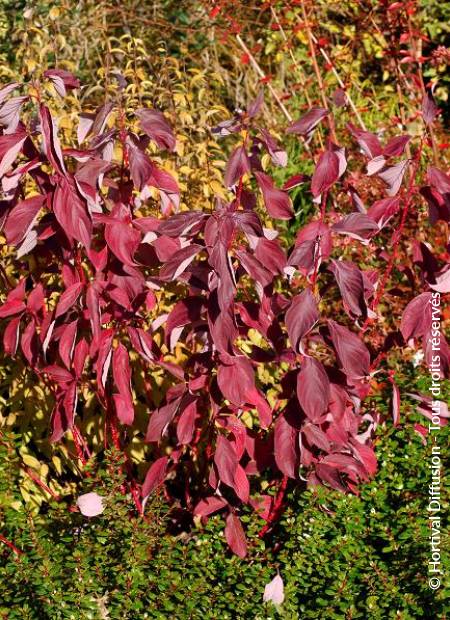 © Hortival Diffusion - Tous droits réservés