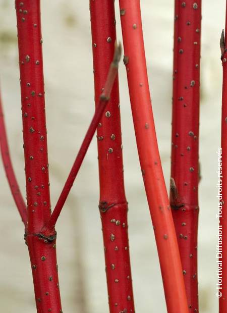 © Hortival Diffusion - Tous droits réservés