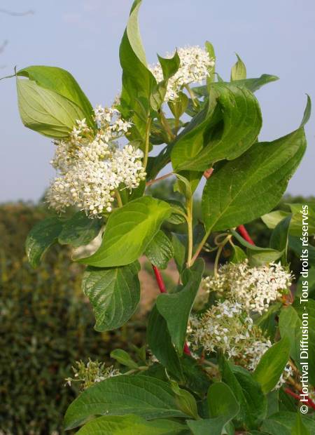 © Hortival Diffusion - Tous droits réservés