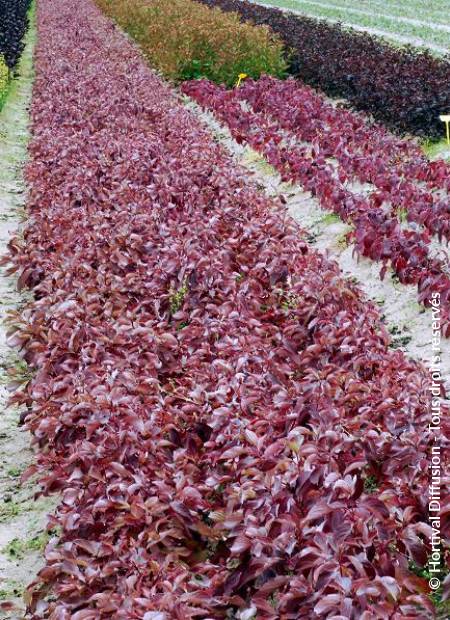 © Hortival Diffusion - Tous droits réservés