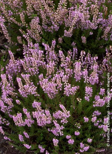 © Hortival Diffusion - Tous droits réservés