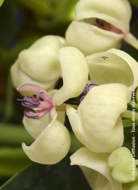 © Hortival Diffusion - Tous droits réservés