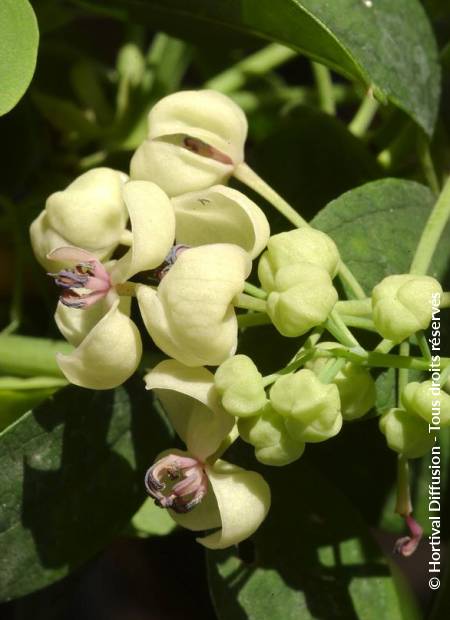 © Hortival Diffusion - Tous droits réservés